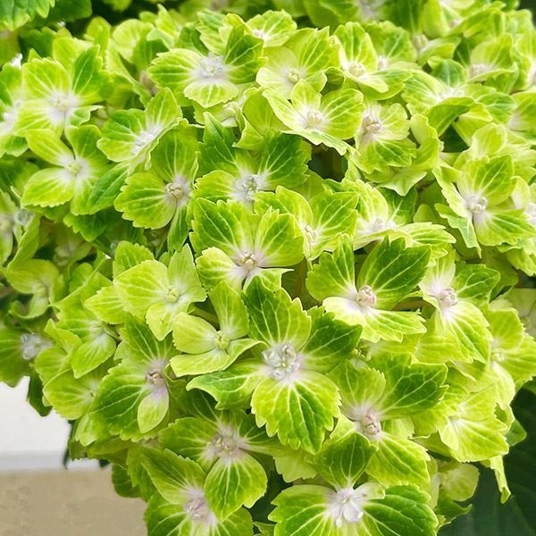 アジサイ 苗 マジカルラプソディー（品種登録出願中） 1株 紫陽花苗