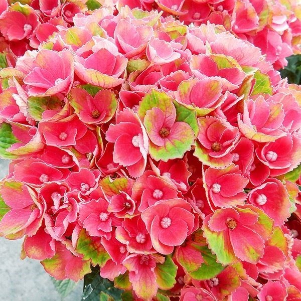 アジサイ 苗 マジカルレッドアメジスト（品種登録出願中） 1株 紫陽花