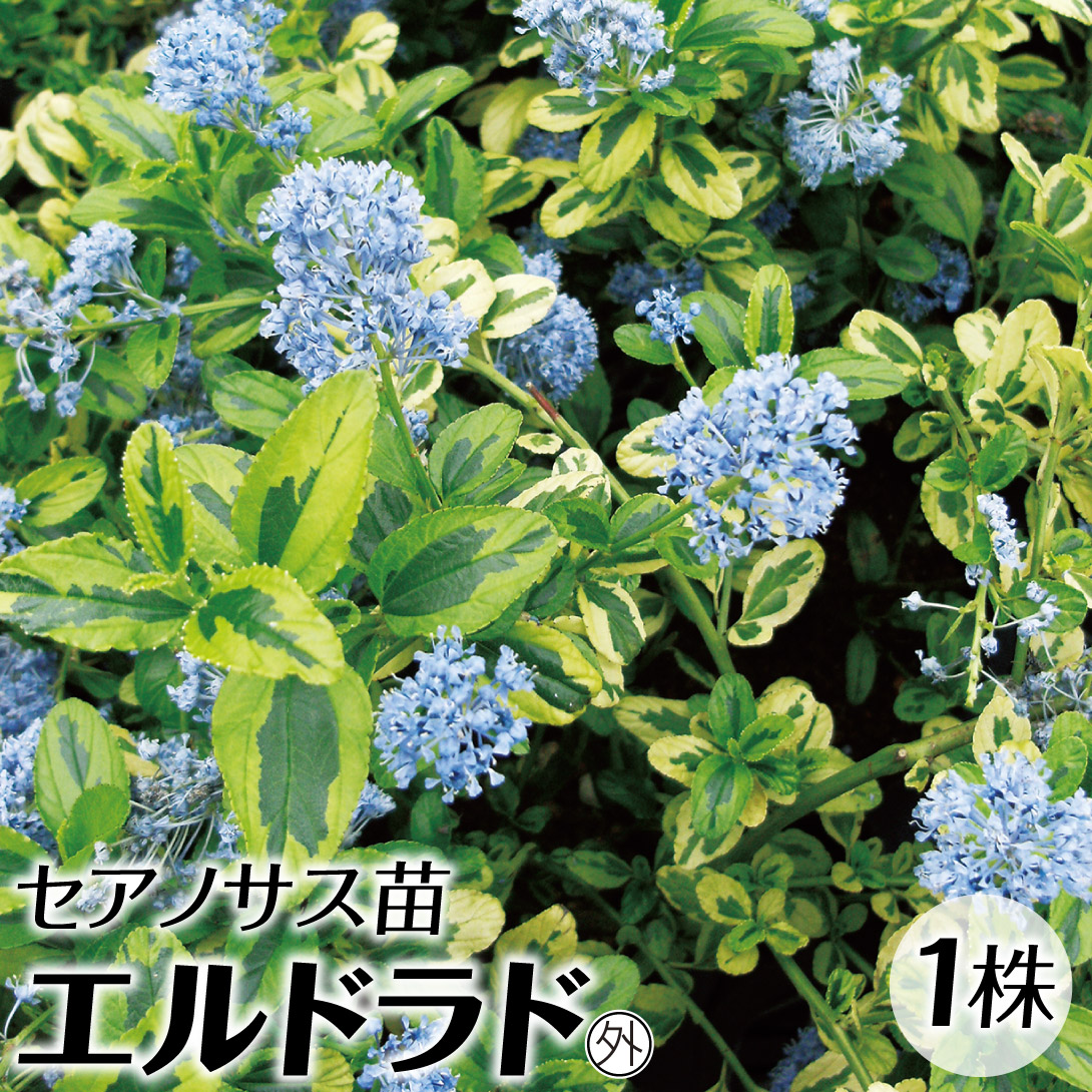 ピセアプンゲンス 苗 ホプシー 1株 花木苗 国華園 : 花と緑 国華園