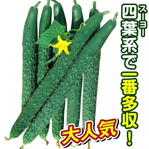 キュウリ 種 野菜たね F1多福四葉 1袋（0.5ml） 胡瓜 やさいたね 国