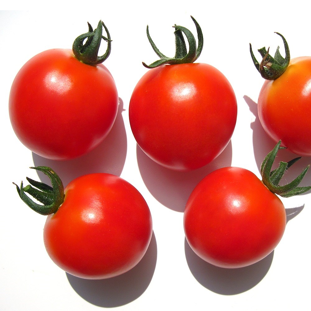 トマト ミニトマト 種 野菜たね ひとくちトマト 1袋（0.5ml） やさいたね 国華園 こっかえん