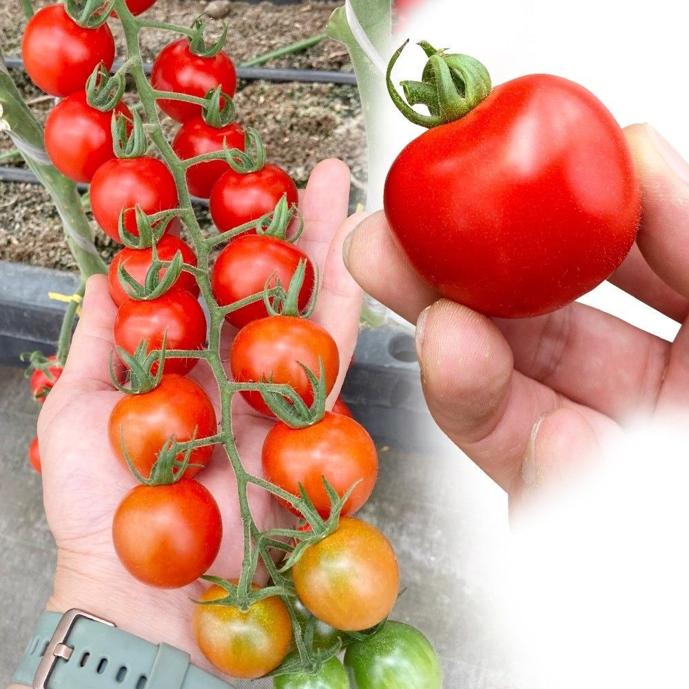 種 野菜たね ミニトマト F1エコマッチ 1袋（6粒） 単為結果性 やさいの