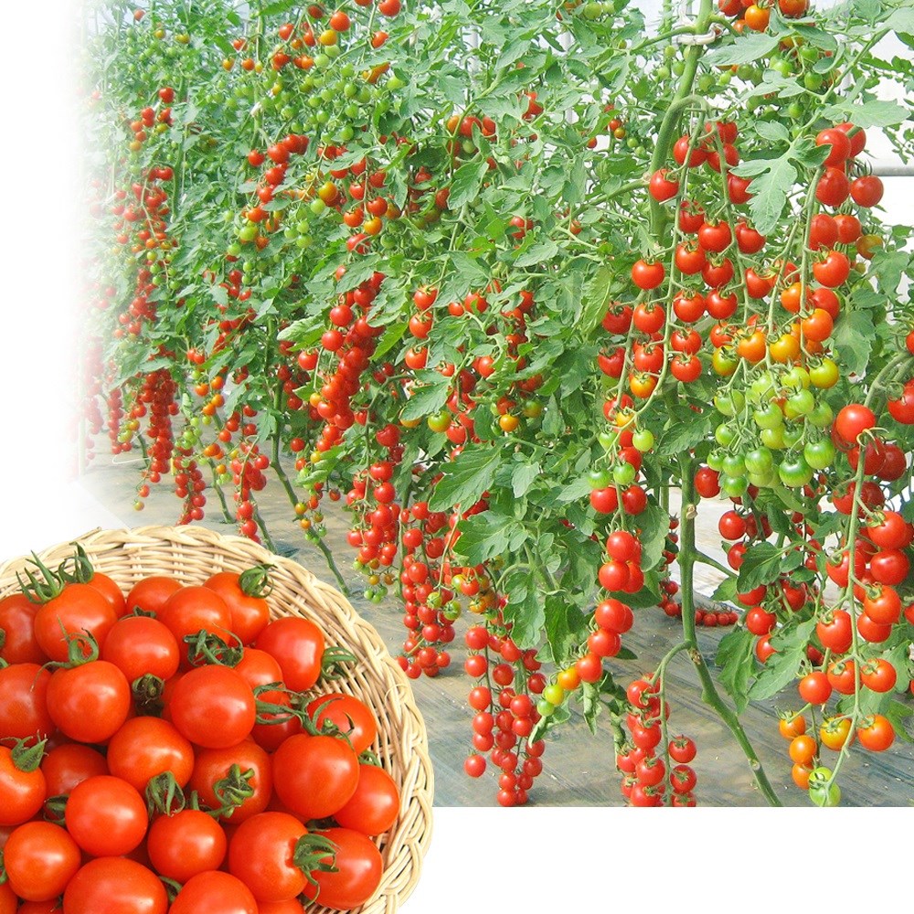 トマト ミニトマト 種 野菜たね F1べにすずめ 1袋（10粒） 単位結果性品種 やさいたね 国華園 こっかえん
