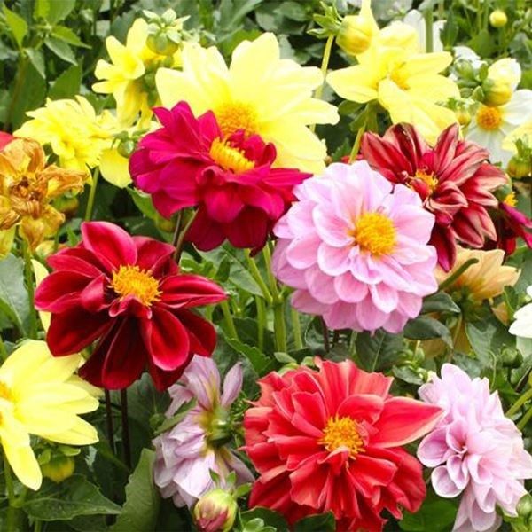 種 花たね ダリア オペラ矮性混合 1袋(200mg)の説明 - 通販 - Yahoo