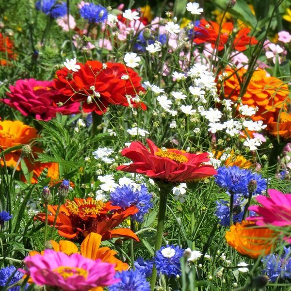 種 花たね スペシャルミックス 夏咲き切花ミックス 1袋(400mg) : 花と