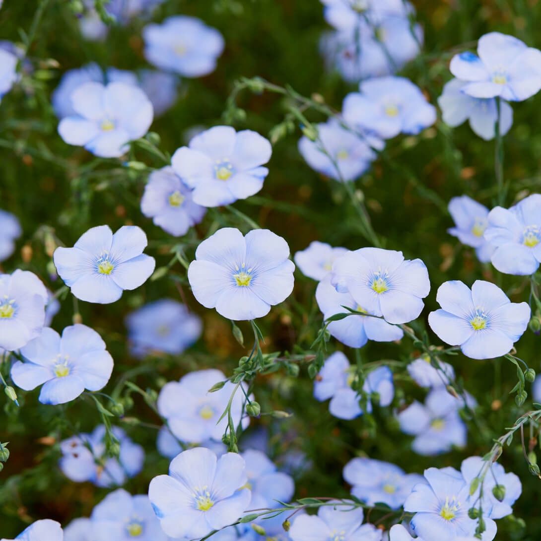 種 花たね 宿根アマ 青花 1袋(600mg)の説明 - 通販 - Yahoo!ショッピング