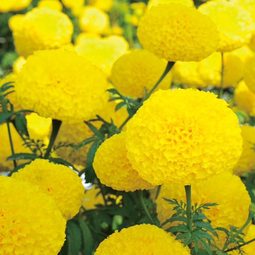 種 花たね マリーゴールド F1オリエンタルイエロー 1袋(25粒) : 花と緑