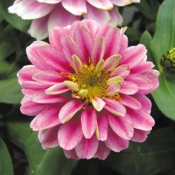 種 花たね 百日草 ラズベリーリップル 1袋(15粒) : 花と緑 国華園
