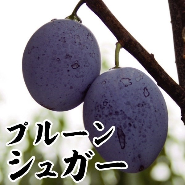 果樹苗 フェイジョア パイナップルジェム 1株 爆買 : 花と緑 国華園