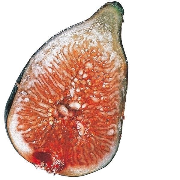 �ʎ��c �C�`�W�N �k�A�[���h�J���� 1��