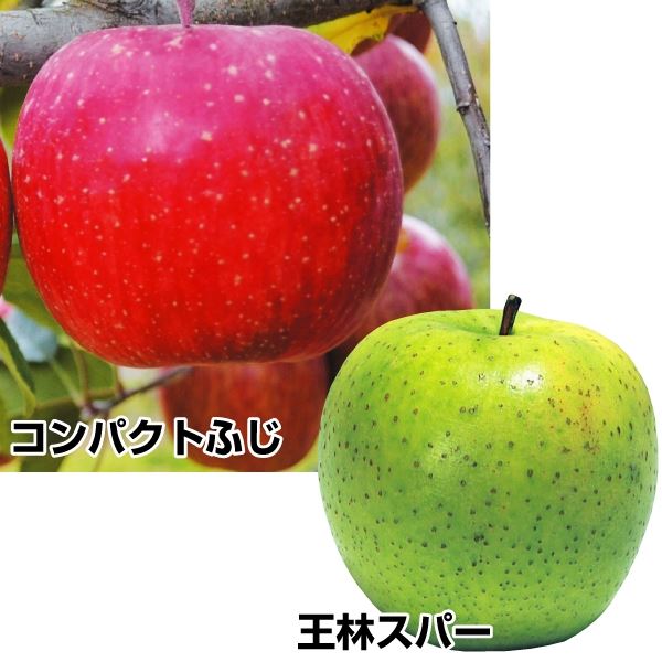 リンゴ 苗木 苗 コンパクトリンゴセット 2種2株 / 林檎 リンゴの苗木 リンゴの木 果樹苗 国華園