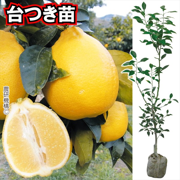 璃の香 レモンの人気商品・通販・価格比較 - 価格.com
