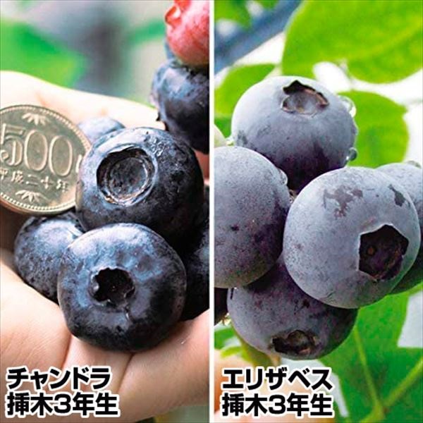 ブルーベリー ハイブッシュ3本セット ブルーベリー 美味サザンハイブッシュ系セット 3種3株 果樹苗 国