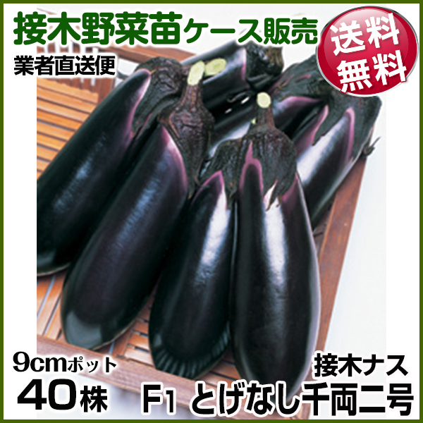 野菜苗ケース販売 ナス 接木F1とげなし千両二号（農林水産省登録品種 登録名：とげなし湖南1号）  1ケース(40株入) 送料無料 /業者直送便 4月発送
