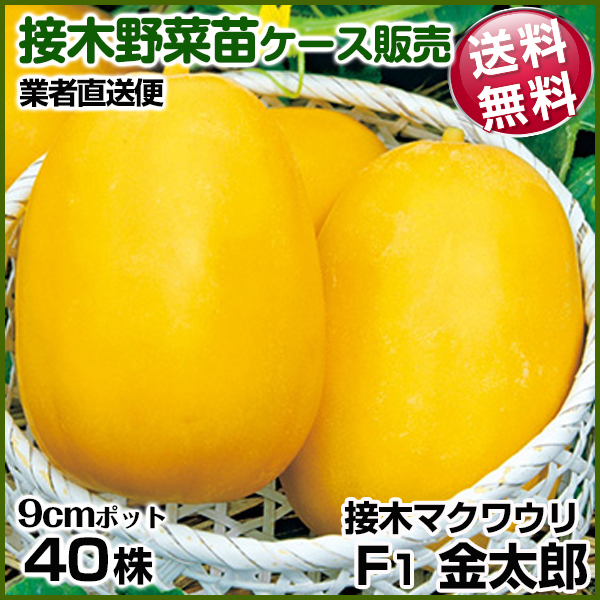 野菜苗ケース販売 マクワウリ 接木F1金太郎  1ケース(40株) 送料無料 /業者直送便 4月発送