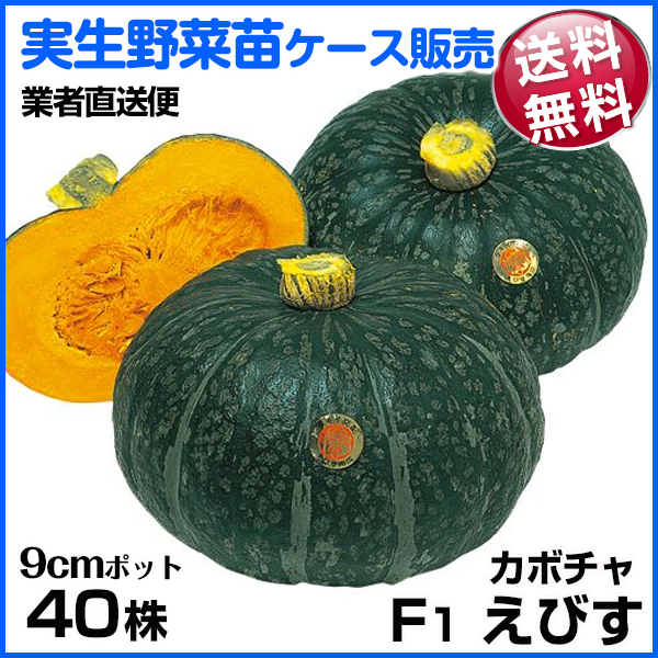 野菜苗ケース販売 カボチャ 実生F1えびす  1ケース(40株) 送料無料 /業者直送便 4月発送
