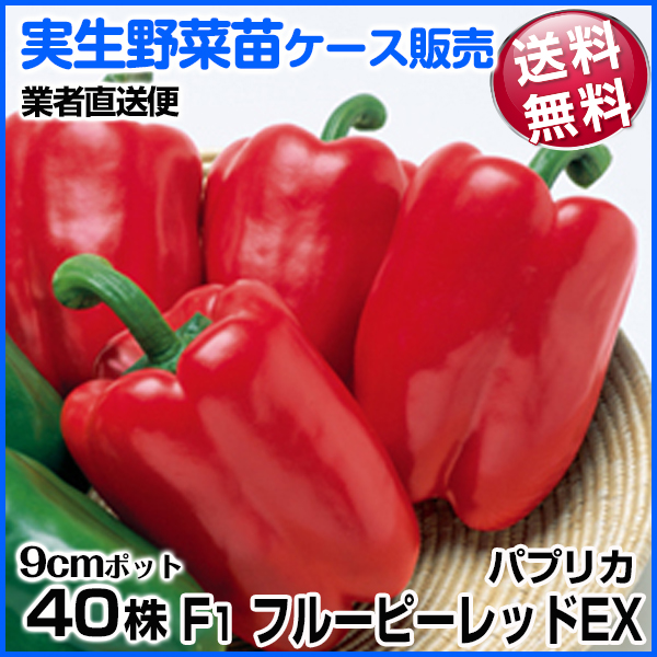 野菜苗ケース販売 パプリカ 実生F1フルーピーレッドEX 5月発送 1ケース(40株) 送料無料 /業者直送便 やさいなえ 国華園 こっかえん｜kokkaen