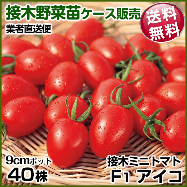 野菜苗ケース販売 トマト 接木F1アイコ  1ケース(40株入) 送料無料 /業者直送便 6月発送