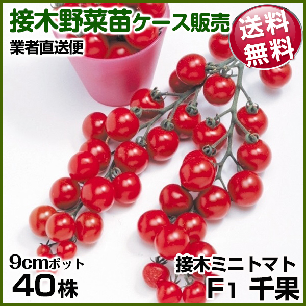 野菜苗ケース販売 トマト 接木F1千果  1ケース(40株入) 送料無料 /業者直送便 6月発送
