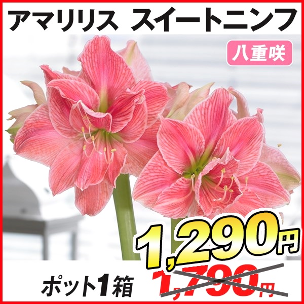 classificados.acheiusa.com - アマリリス ポット植え 八重咲 マリリン