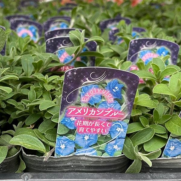 花苗 アメリカンブルー 3号ポット 5株