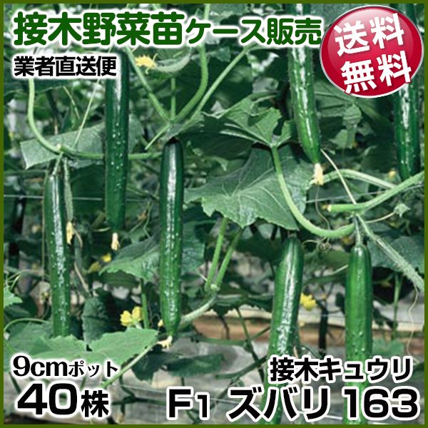 野菜苗ケース販売 キュウリ 接木F1ズバリ163 10月発送 1ケース(40株入) 送料無料 /業者直送便