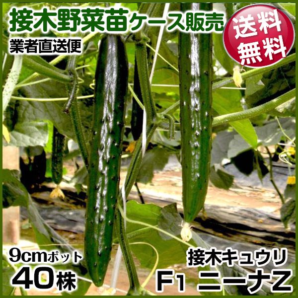 野菜苗ケース販売 キュウリ 接木F1ニーナZ 8月発送 1ケース(40株入) 送料無料 /業者直送便