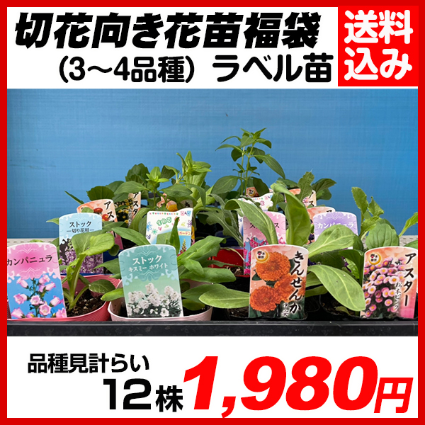 花苗 切花向き花苗福袋 3号ポット 12株