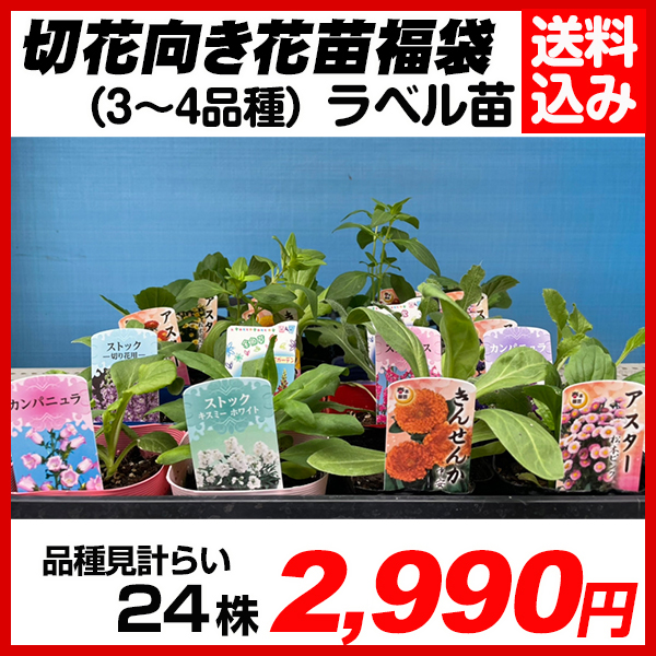 花苗 切花向き花苗福袋 3号ポット 24株