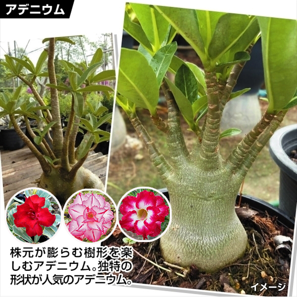 花苗 アデニウム 福袋 3株（品種見計らい・名称なし）