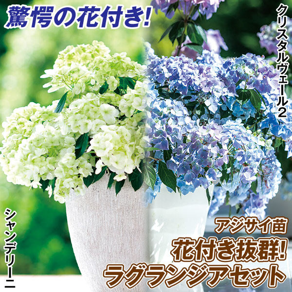 アジサイ 苗 苗木 花木苗 紫陽花 2種2株 花付き抜群！ラグランジ