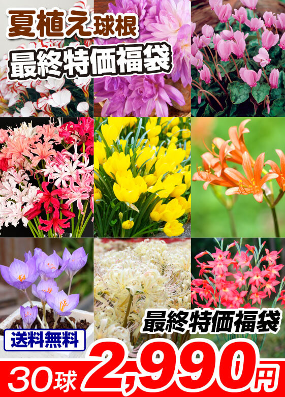 最終特価福袋