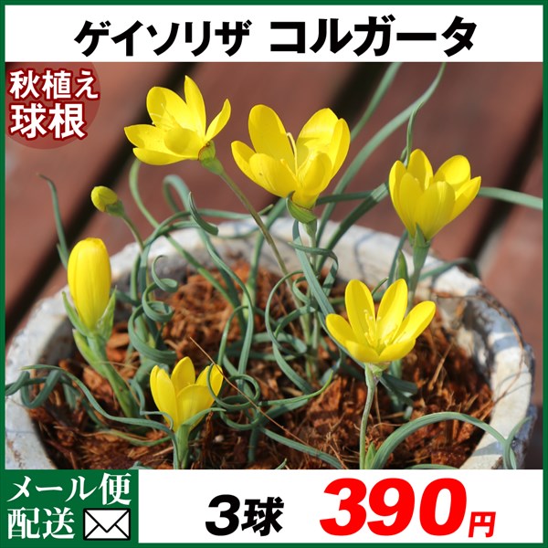 ゲイソリザ 球根 コルガータ 3球 ゲイソリザの球根 ゲイソリザの花 秋植え球根 [メール便配送] : 2023n-p0-0112 : 花と緑 国華園  - 通販 - Yahoo!ショッピング