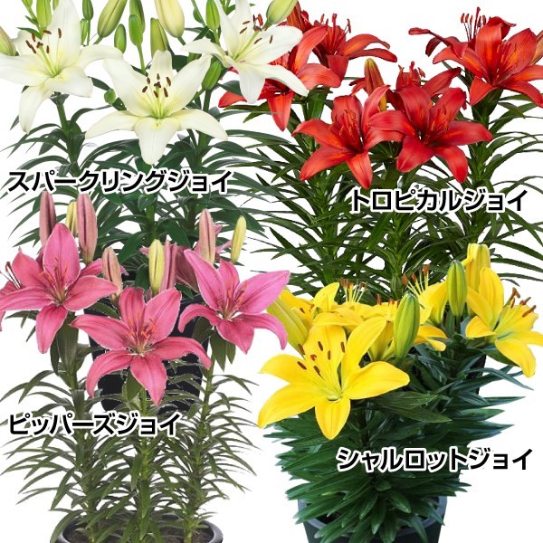 数々のアワードを受賞】 スカシ百合球根