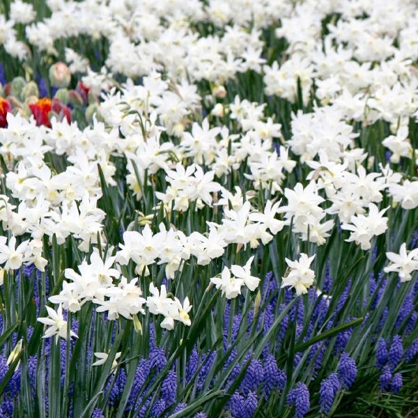 水仙 球根 セイルボート 10球 芳香水仙 スイセンの球根 水仙の花