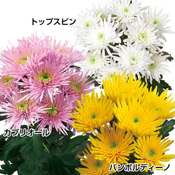 菊 苗 スパイダー咲スプレー菊セット 3種6株 (各2株) キク 菊苗 菊の苗 花苗 花の苗 切花菊 6cmポット苗 送料無料 :  2023n-p2-0013 : 花と緑 国華園 - 通販 - Yahoo!ショッピング