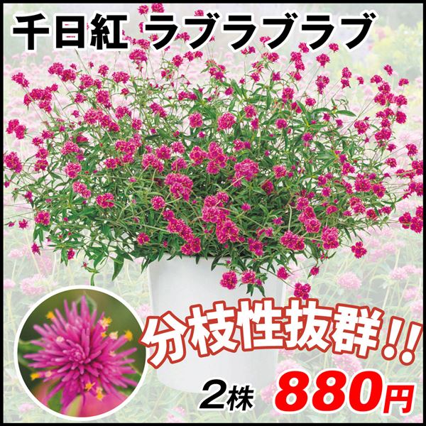 花苗 千日紅 ラブラブラブPVP 2株 / 花の苗 ゴンフレナ センニチコウ