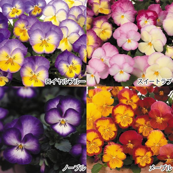 ふるさと割】 花苗 パンジー 虹色スミレRセット 4種8株
