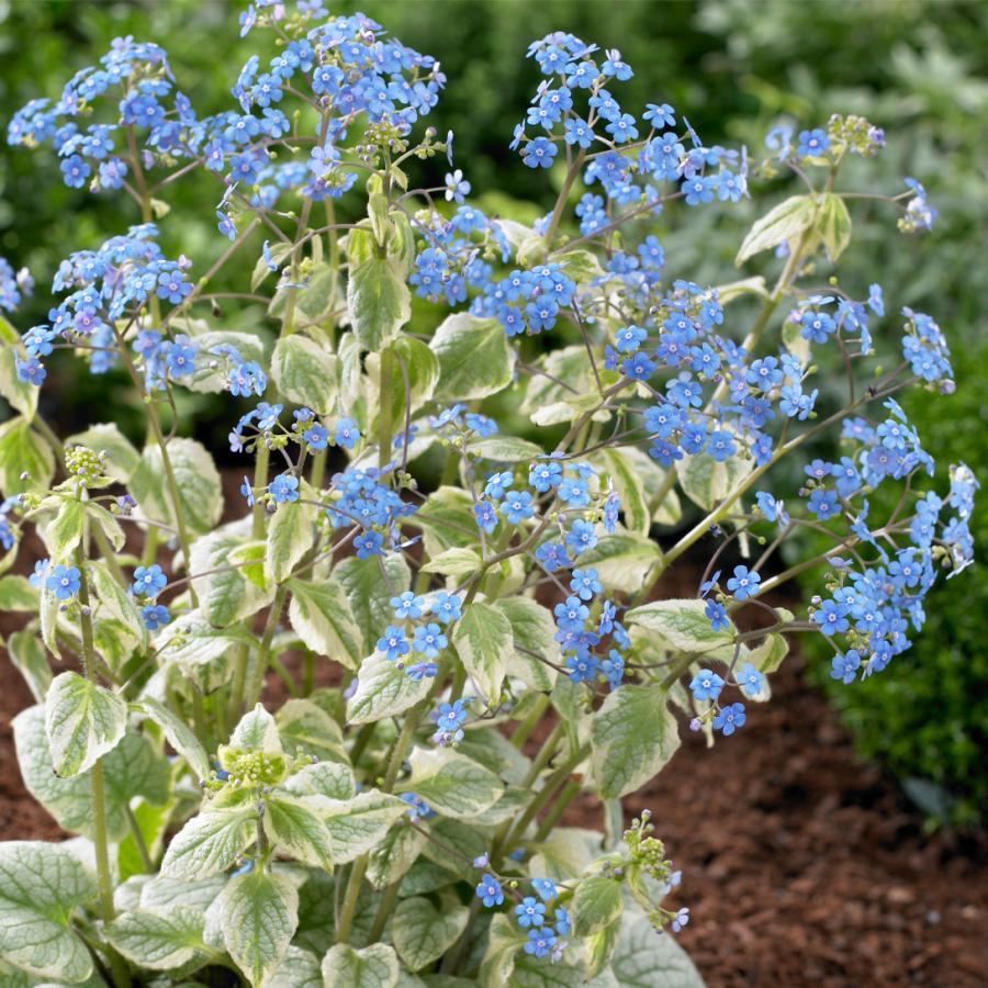 ブルンネラ 苗 キングスランサム 1株 花苗 花の苗 ブルネラ 斑入り葉 カラーリーフ ポット苗 : 2023n-p2-0057 : 花と緑 国華園  - 通販 - Yahoo!ショッピング