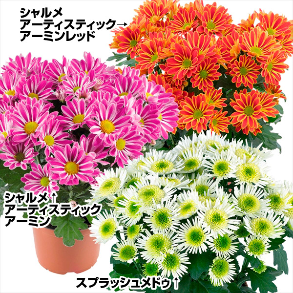 菊 苗 特選カラフル菊セット 3種3株 (各1株) 送料無料 花苗 花の苗 切花菊 ポット苗 : 2023n-p2-0077 : 花と緑 国華園 -  通販 - Yahoo!ショッピング