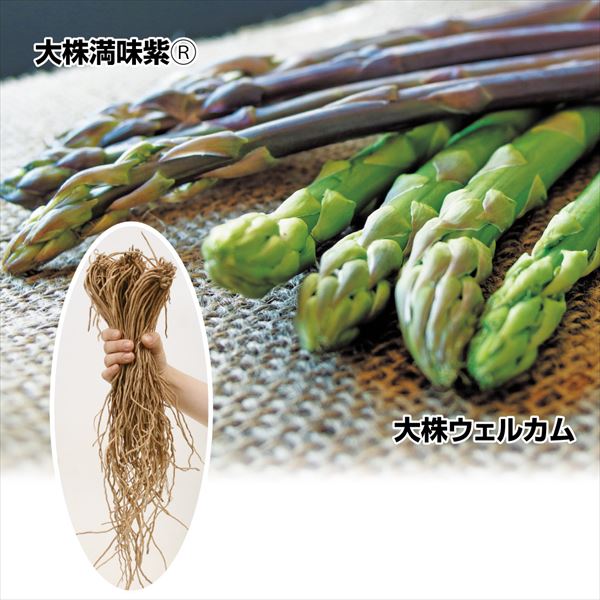 65%OFF【送料無料】 アスパラガスの種 満味紫 小袋 野菜の種
