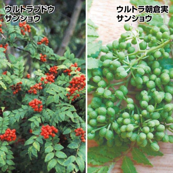 有用植物苗 山椒 ウルトラ山椒セット 2種2株 / ウルトラブドウ