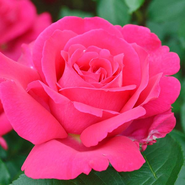 バラ苗 苗木 四季咲大輪 王妃アントワネット(R) PVP 1株   バラの苗木 薔薇 バラの木 バラの花 HT 庭木 植木 花木苗 国華園