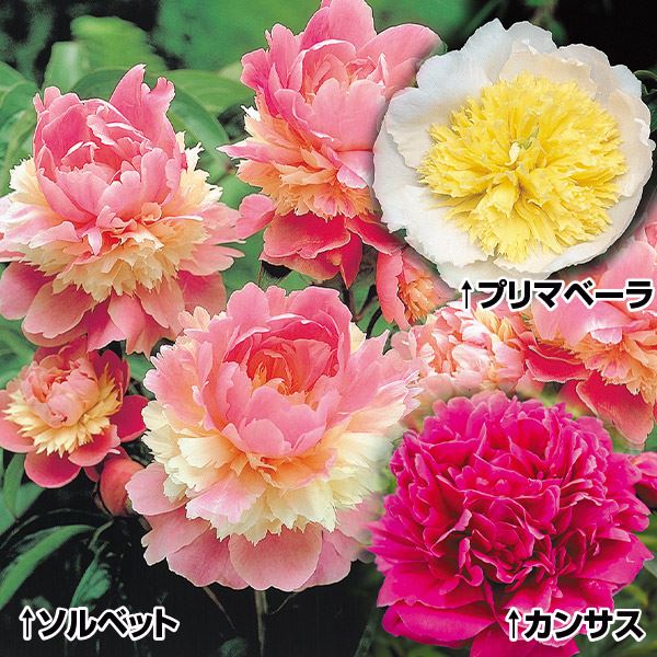 芍薬 苗 大人気！定番芍薬セット 3種3株   2〜3芽付素掘苗 シャクヤク シャクヤクの苗 芍薬の苗 ピオニー 花木苗 国華園