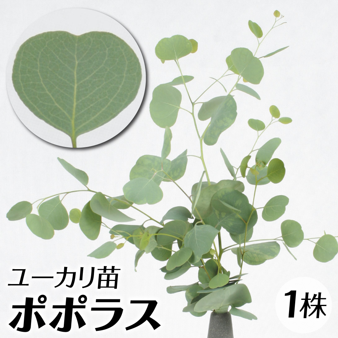 ユーカリ ポポラス 苗」の人気商品一覧 | 安い商品を通販サイト