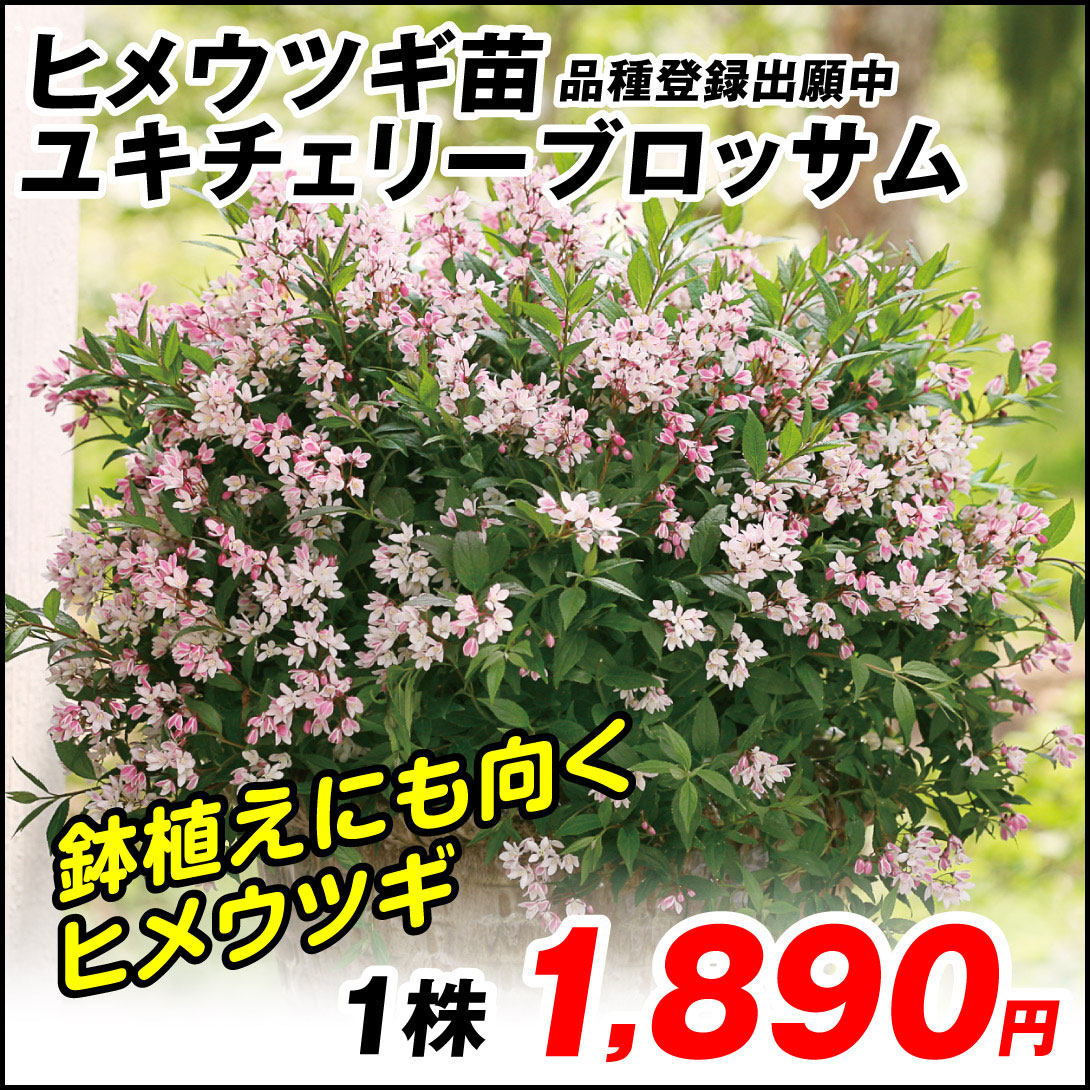 ユキチェリーブロッサム
