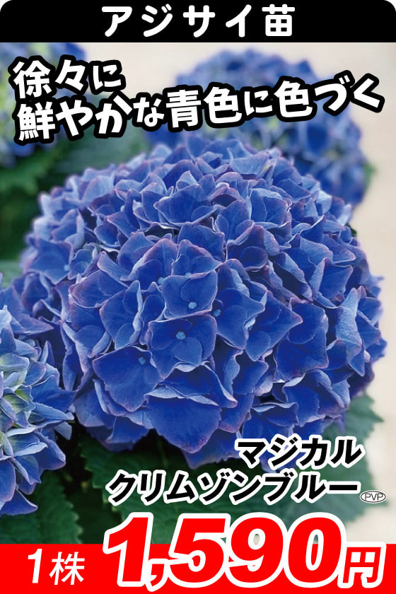 国華園オンラインショップ / アジサイ