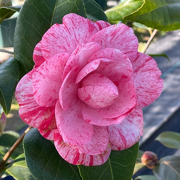 ツバキ 苗 苗木 国華園 珍しい椿 植木 椿 花木苗 ハイジンクス 庭木 1