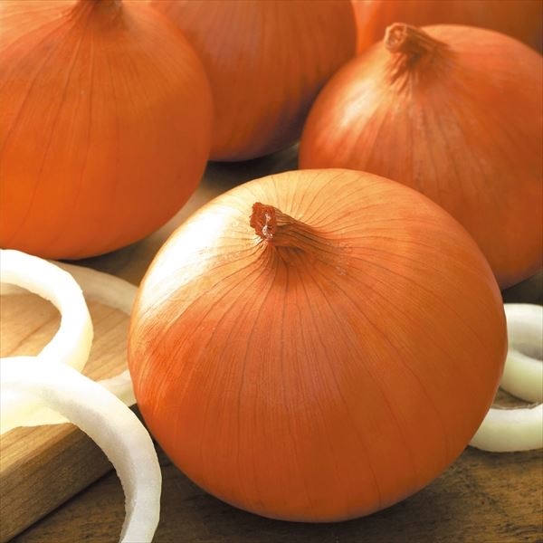 玉ねぎ苗（中晩生）F1ケルたま（R） 500本 貯蔵系 たまねぎ 玉葱