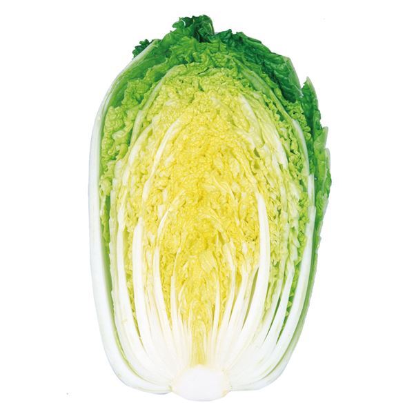 種 野菜たね ハクサイ F1黄芯60日白菜 1袋（2ml） はくさい 白菜 やさいたね タネ 国華園 こっかえん｜kokkaen